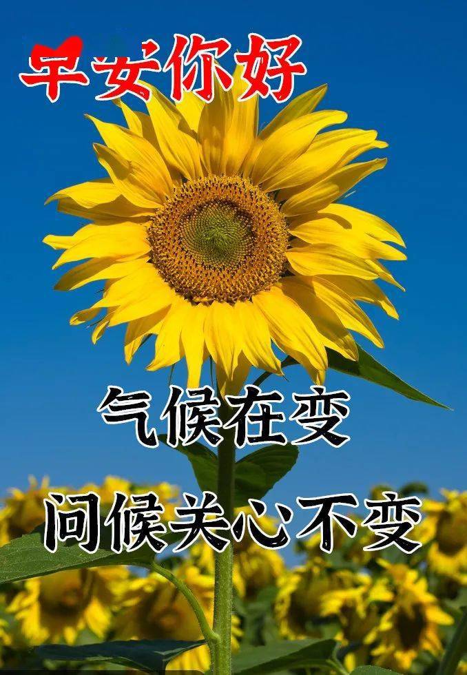 10月31日最漂亮早上好動態表情圖片大全早晨好動圖美圖大全