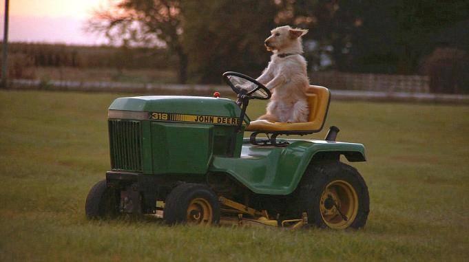 这只狗不仅聪明听话还学会开拖拉机帮主人干农活一部搞笑电影