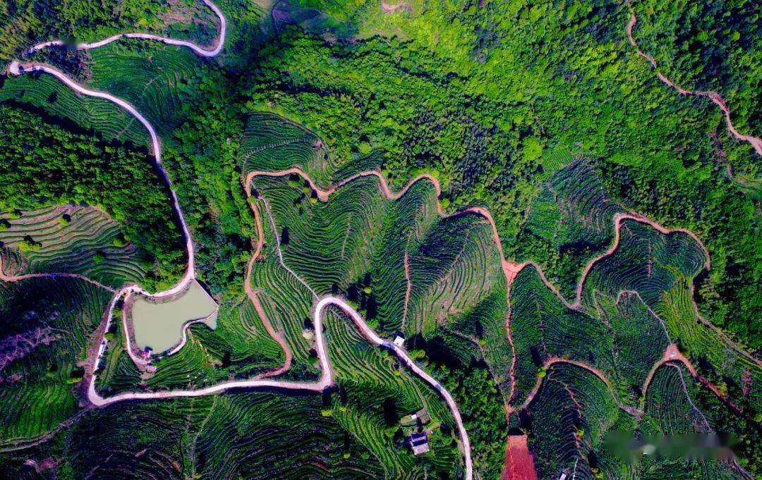 图为航拍上犹县油石乡大小元梅岭茶叶基地2019年,大小元村农民人均
