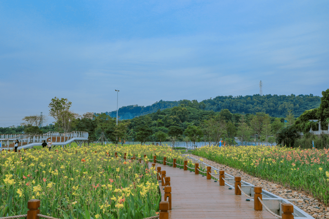 发现光明治水景观楼村湿地公园明湖映天光花径起香尘