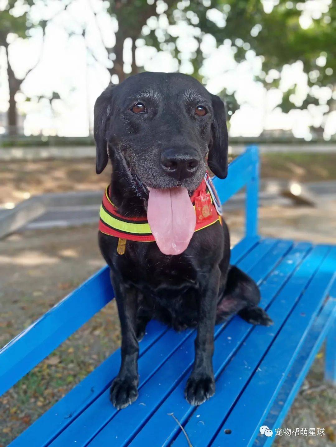 拉布拉多缉毒犬搜到毒品立即坐下,退役后它每天坐厨房猛盯一处吓坏妈!