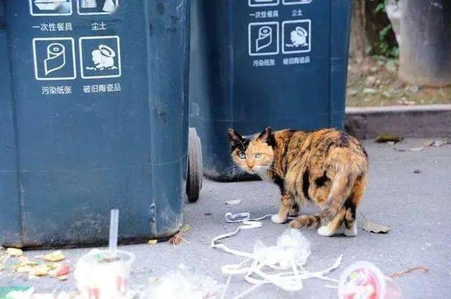 一个垃圾桶可以养活多少只流浪猫