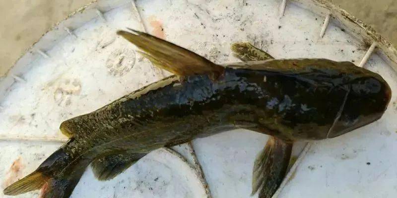 今日推荐警惕近期多产区黄颡鱼小瓜虫高发一定牢记防大于治的观念