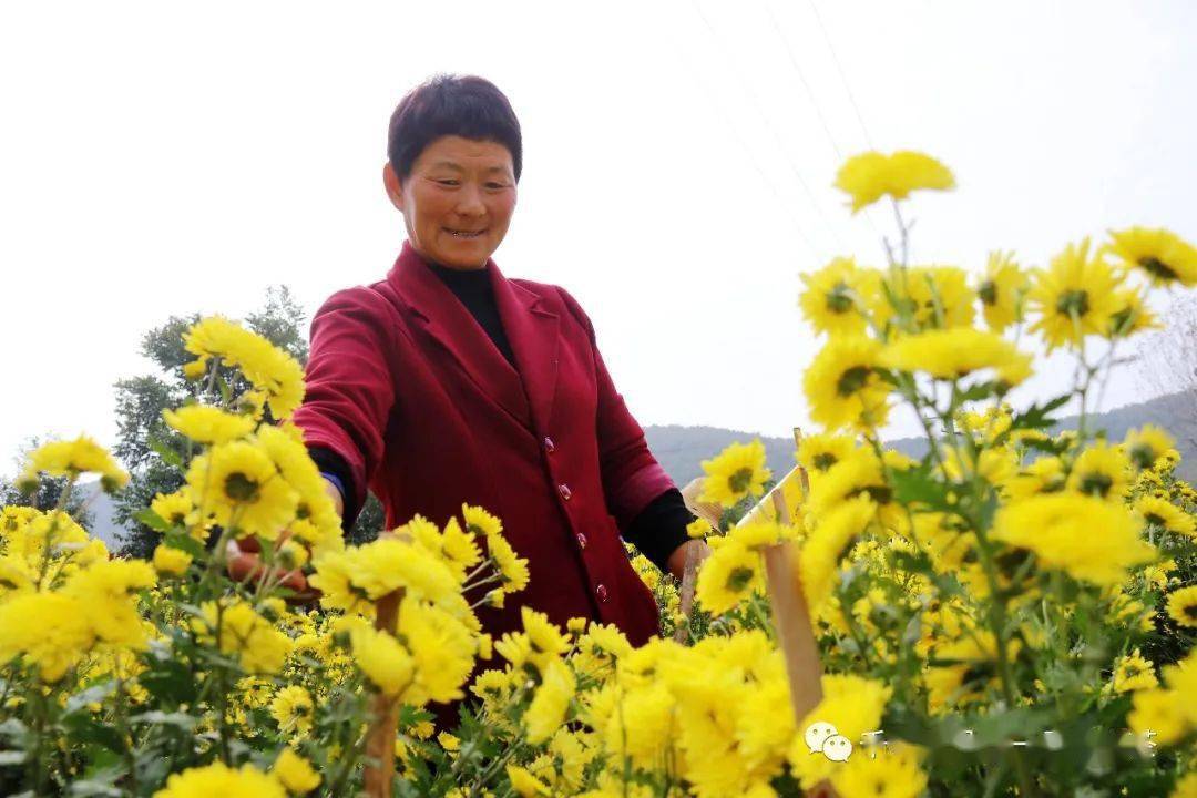 千畝酈邑貢菊菊花園採摘觀賞!開始啦!!!_內鄉縣