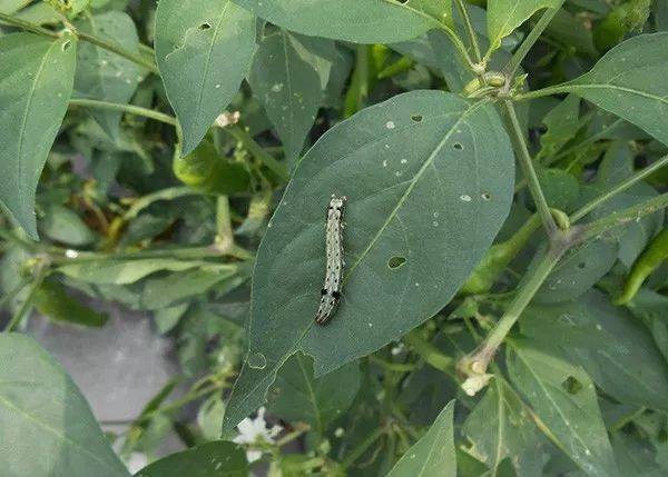 最强的杀虫剂配方,能治50多种害虫,害虫瞬间中毒,持效可达20天