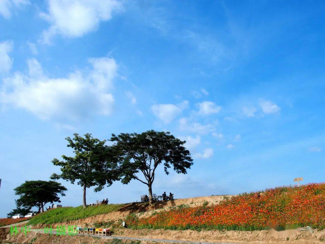 洋光村花堤风景美如画