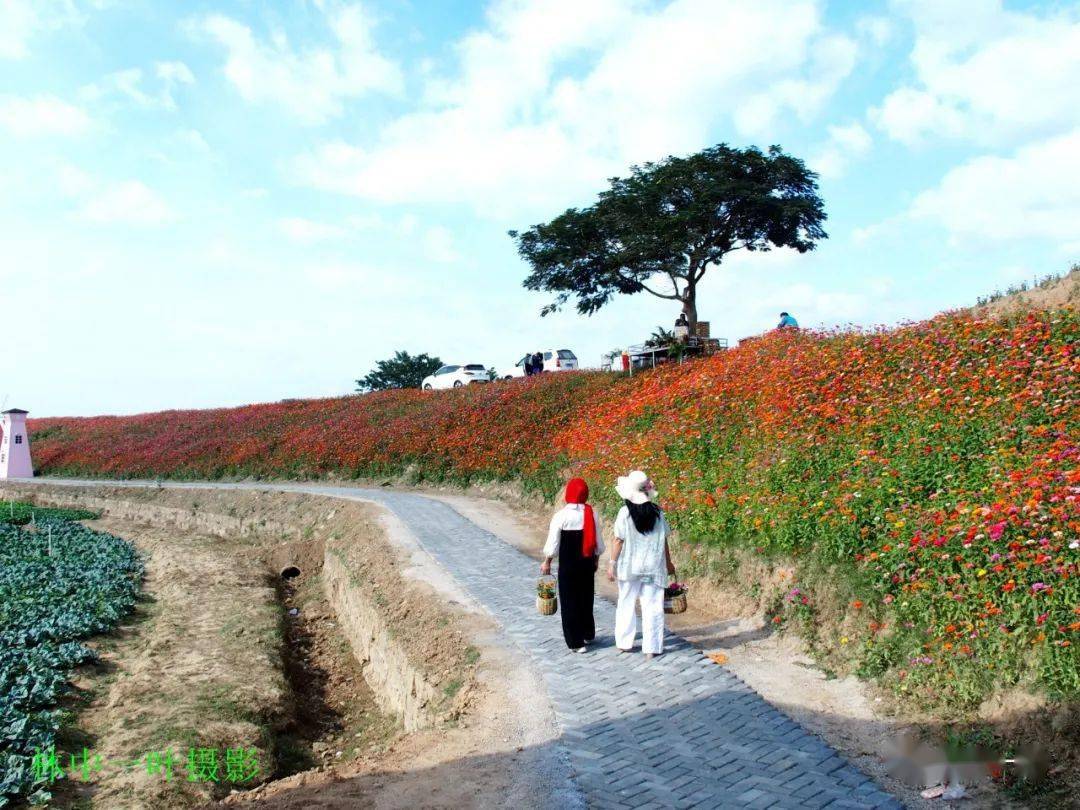洋光村花堤,风景美如画!_潮州