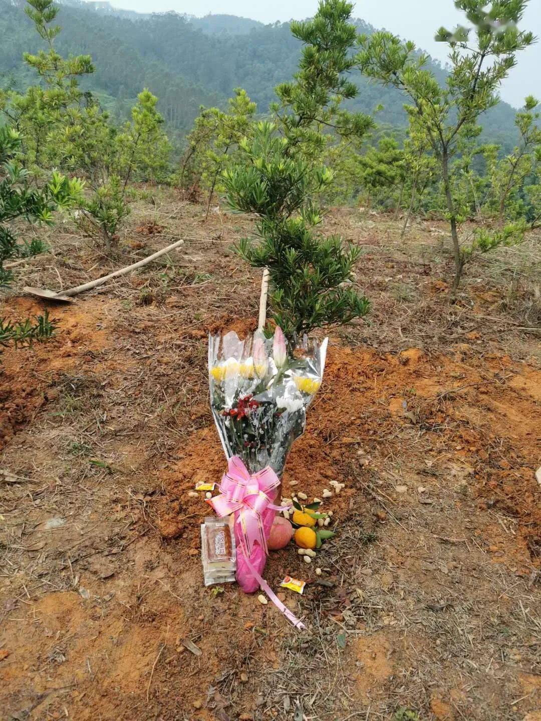 移风易俗树新风我市举行骨灰植树公益活动