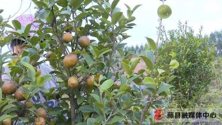 塘步石塘村:發展油茶產業 加快脫貧致富步伐_種植