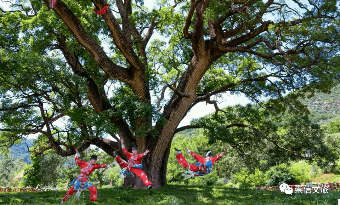 崇信县大槐树景区图片