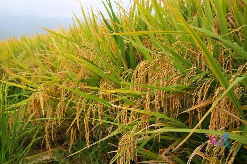 破纪录双季稻亩产超1500公斤