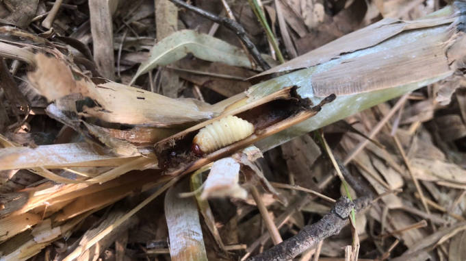 这种虫你们是叫竹笋蛆吗去竹林抓一些用火烤着吃非常的美味