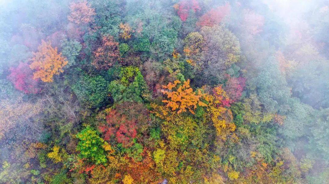 美啊江油观雾山层林尽染漫山斑斓