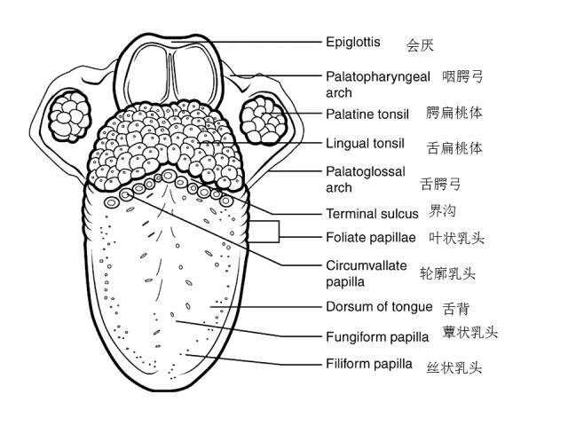 刺猬的内部结构解剖图图片