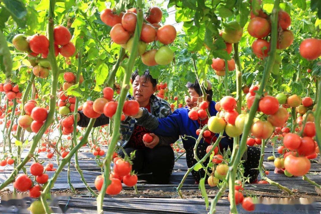 冬季温室大棚种植的番茄转色难上色差用好这6招巧妙防治