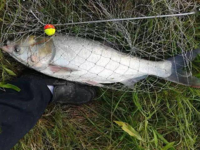 老钓手最爱钓江鲢,因为它手感好,品质也好