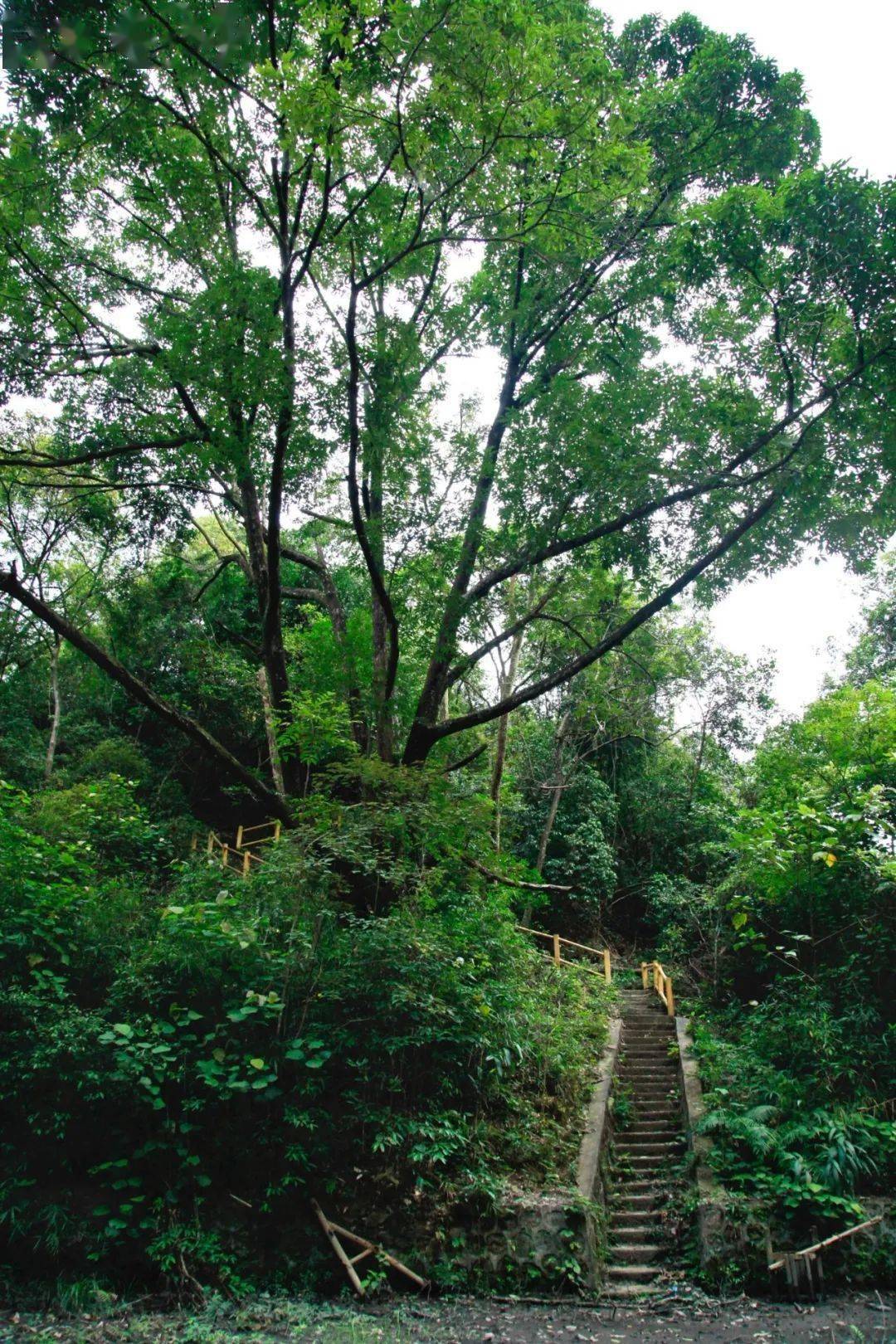 佛冈羊角山森林公园,它位于素有广州后花园和漂流