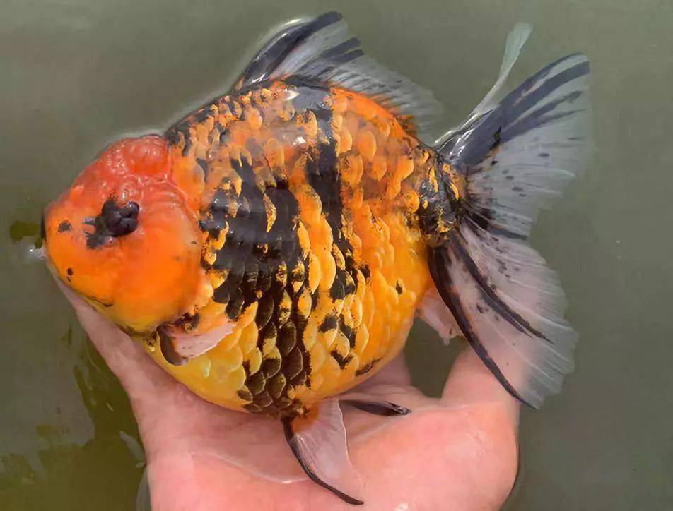 常年出口外销老铺:当岁花鎏金,水墨三色短尾狮,极品高背麒麟!_金鱼