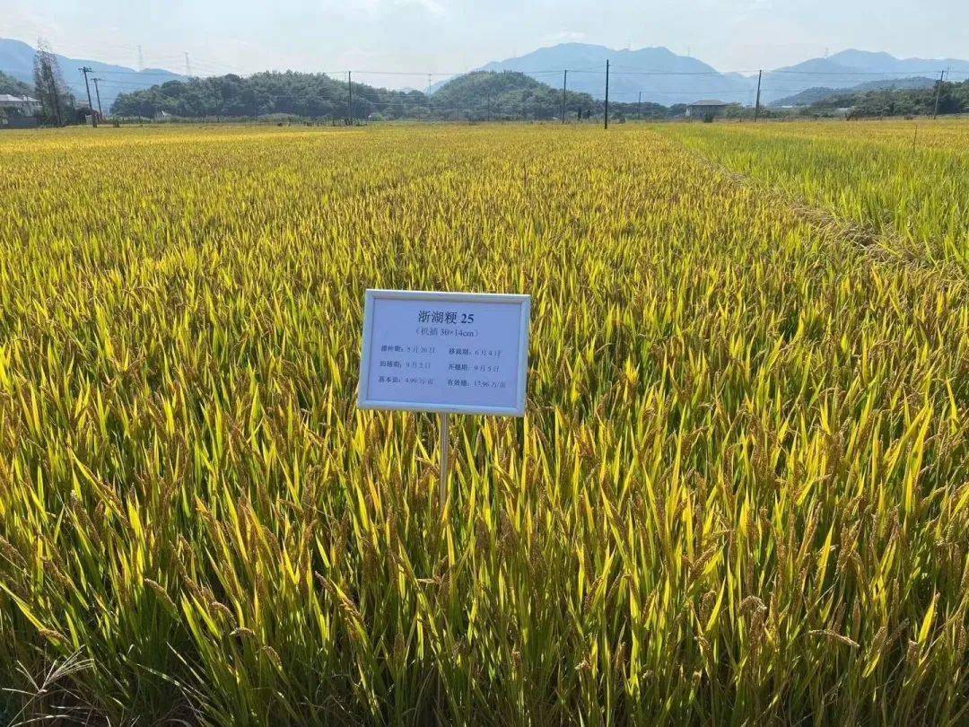 金秋时节稻飘香战略合作显成果晚粳稻新品种浙粳100浙湖粳25现场观摩