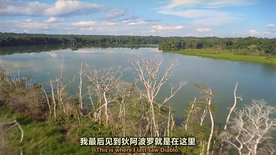 图说纪录片自然世界亚马逊大水獭