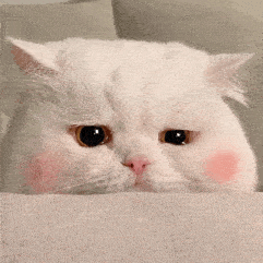 表情包动图 | 值得收藏的表情包