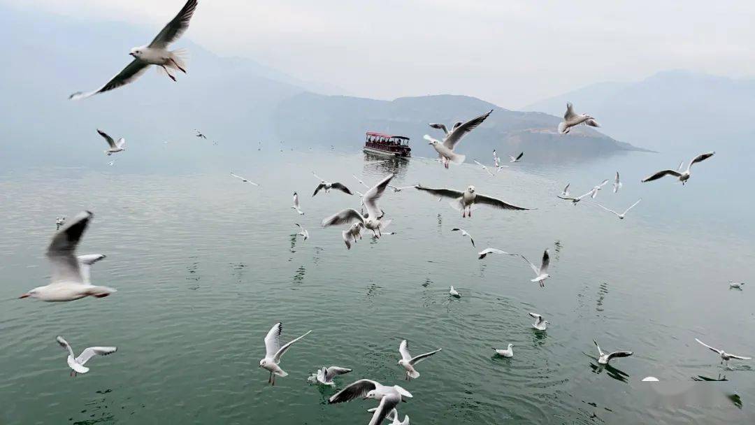 生态汉源快看汉源湖上飞来一群海鸥太壮观了