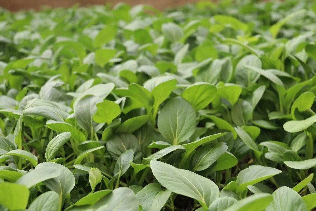 半亩菜田一片天 | 金山小学"金童乐园"劳动教育课程正式启动!