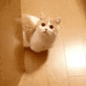 历史回顾网红猫咪小短腿猫咪凸凸表情包二