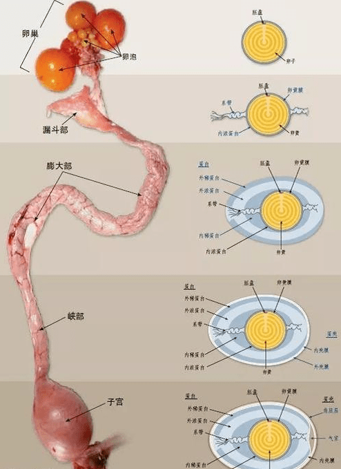 鸡蛋孵化解剖图图片