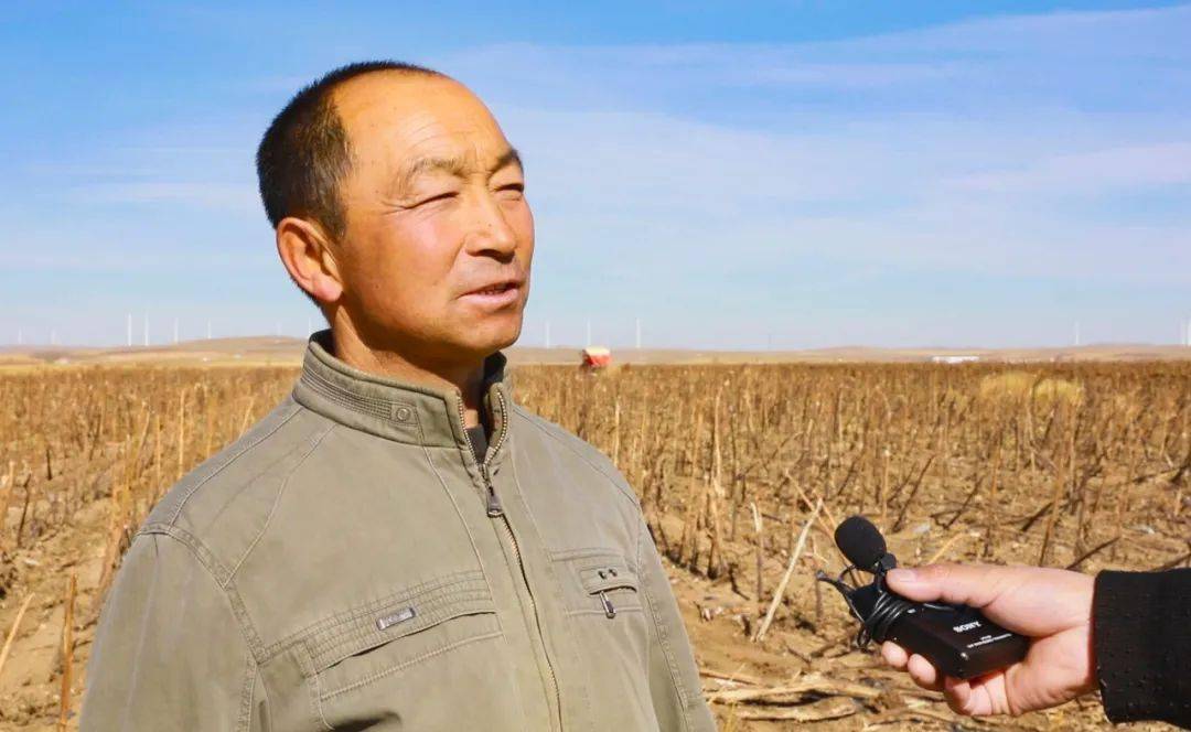 察右中旗 : 20万亩向日葵 笑迎丰收季