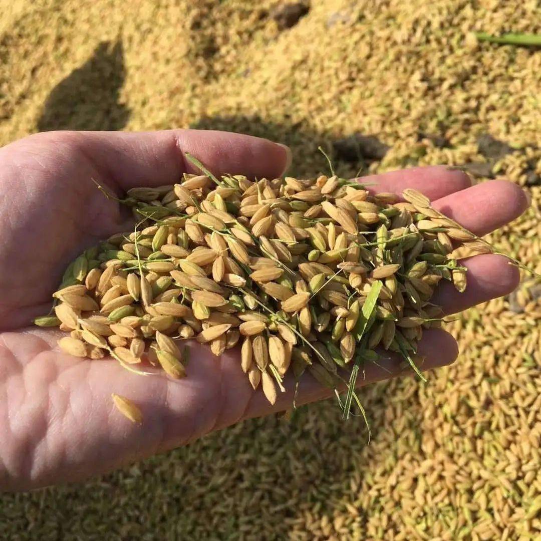 校园四季丨一粟一稻皆辛苦春城校区小太阳中队秋季活动掠影