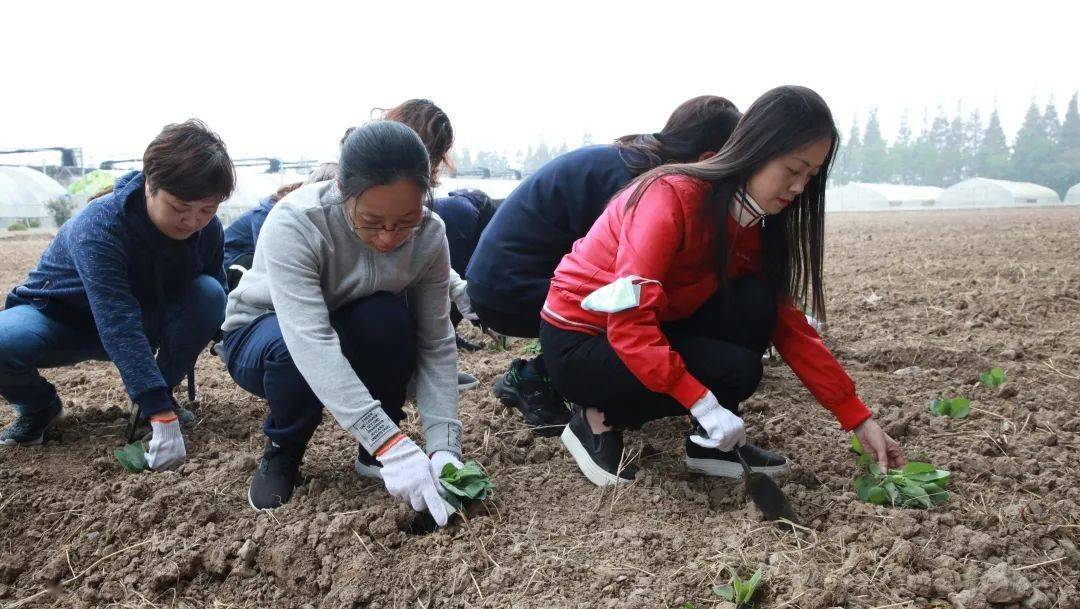 躬身田间收割水稻,如同默默耕耘与奉献;亲自播种蔬菜多肉,如同播种