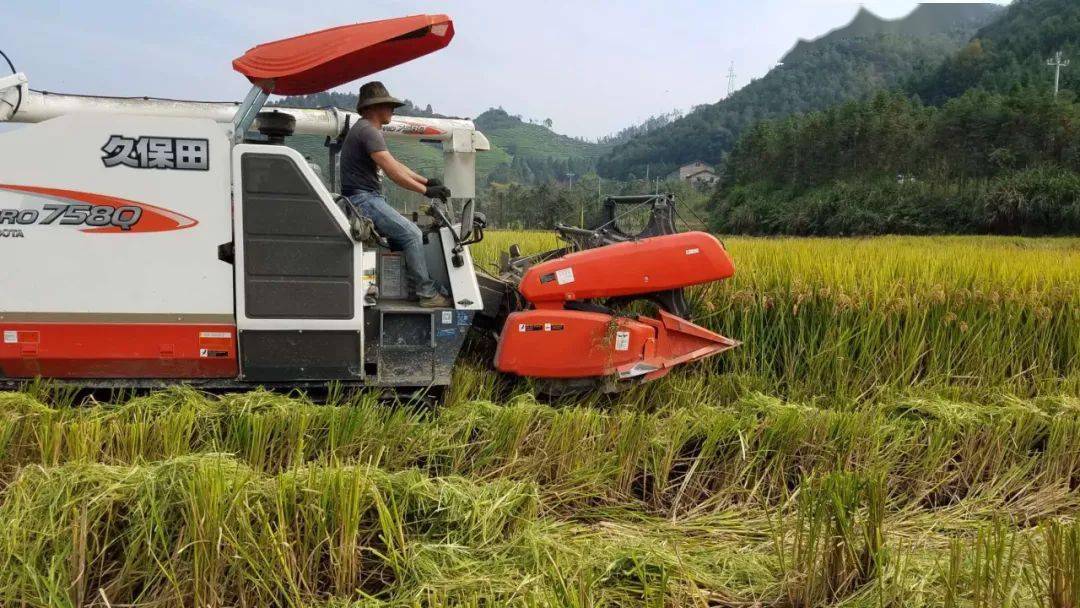省农科院选育水稻品种浙优21在福建试种亩产破吨