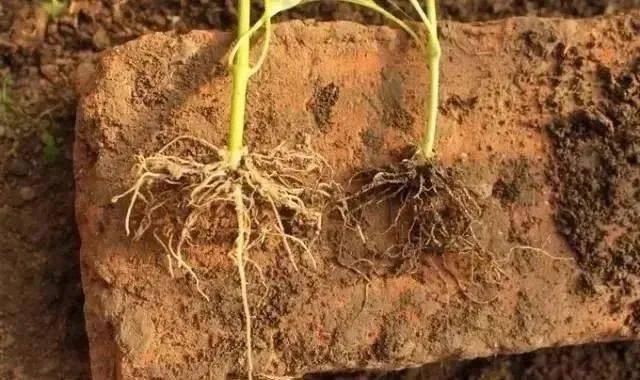 九大伤根行为赶紧自查根系受损都是这样来的