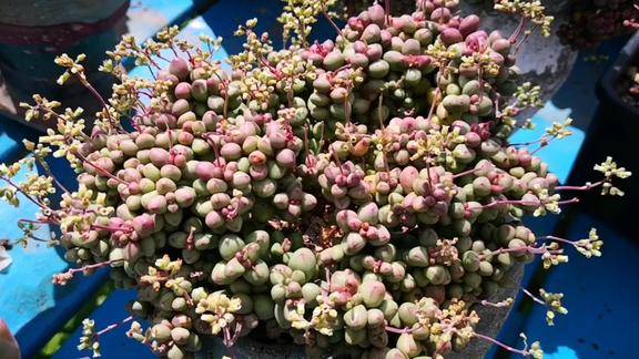 云之南多肉园叶形迷你可爱的相思豆开花起来也疯狂