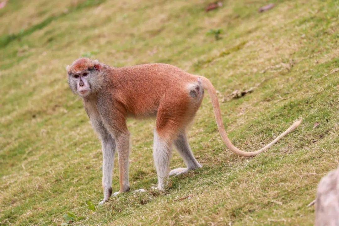 拥有八字胡的赤猴圈粉无数