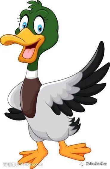 拒食野生动物线上展03请别吃我们绿头鸭