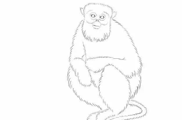 简单易学彩铅动物教程:金丝猴_文字