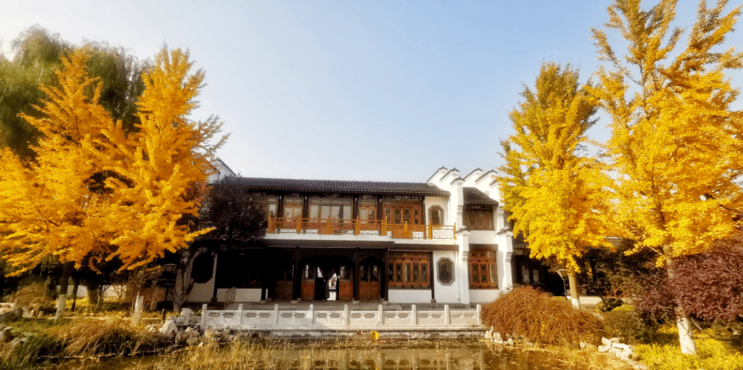 紫叶李品种群