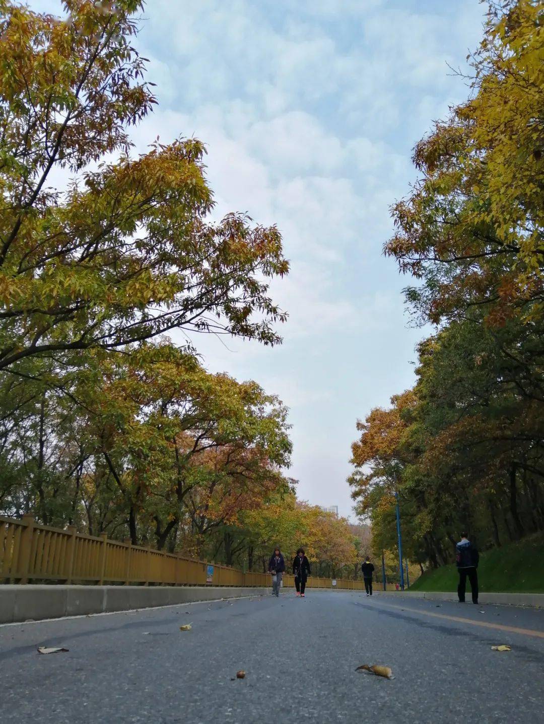 童牛岭红叶烂漫秋风对山的眷恋