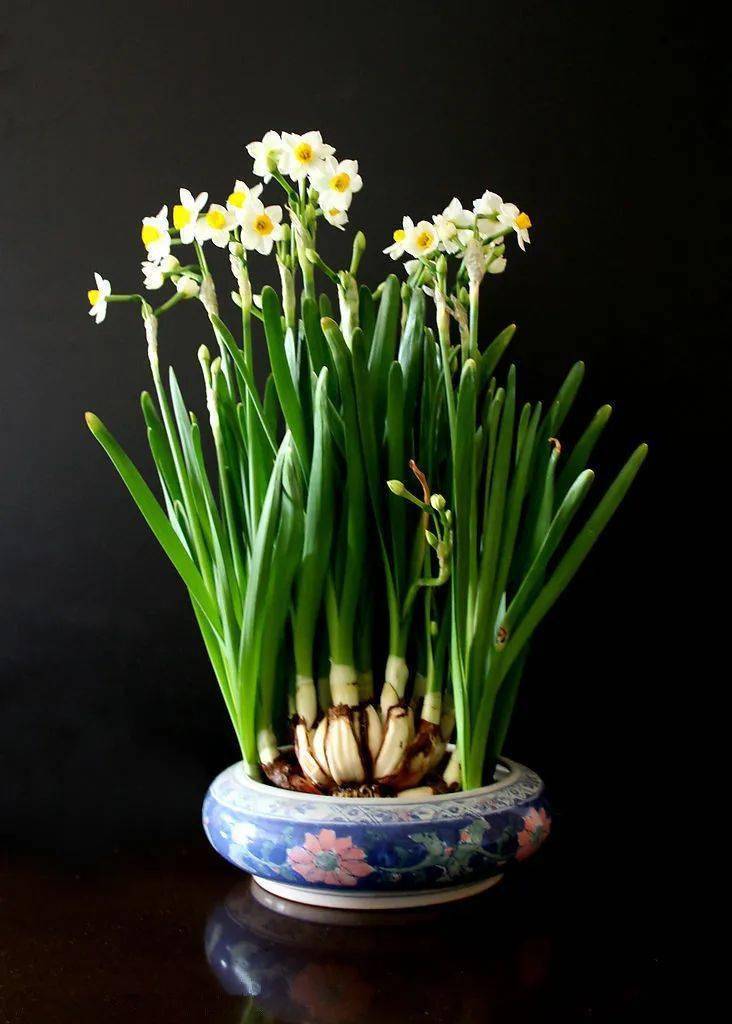 挑选水仙水仙球的优劣决定着花开的多少和花香的浓郁