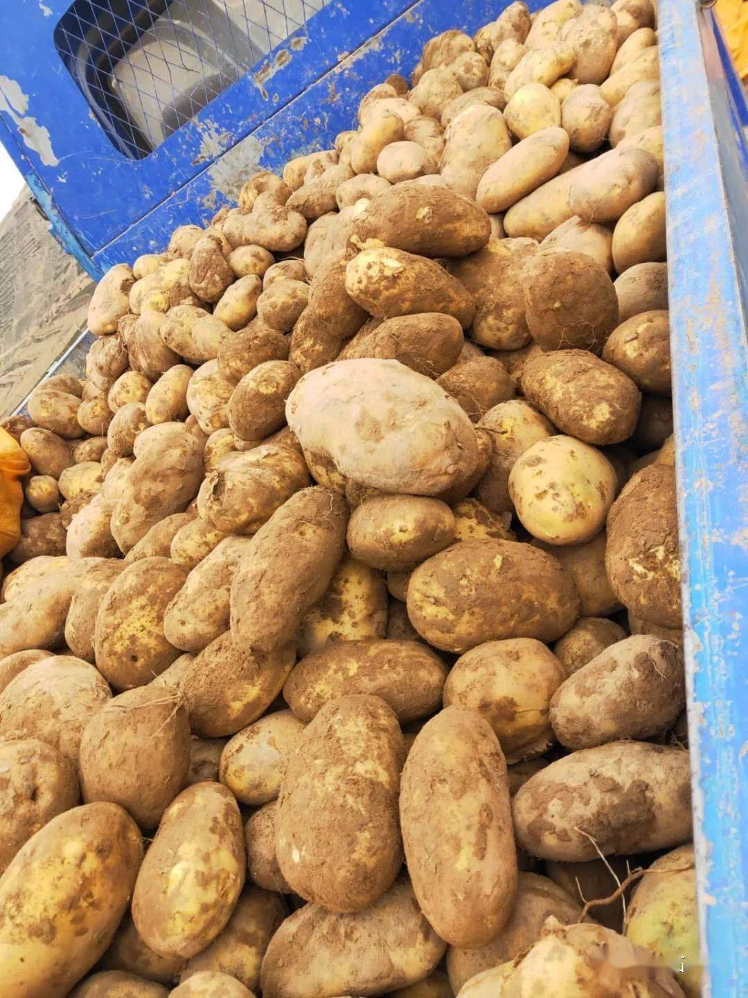 定西茂庄农牧农民专业合作社作为一家马铃薯种植农民专业合作社,通过