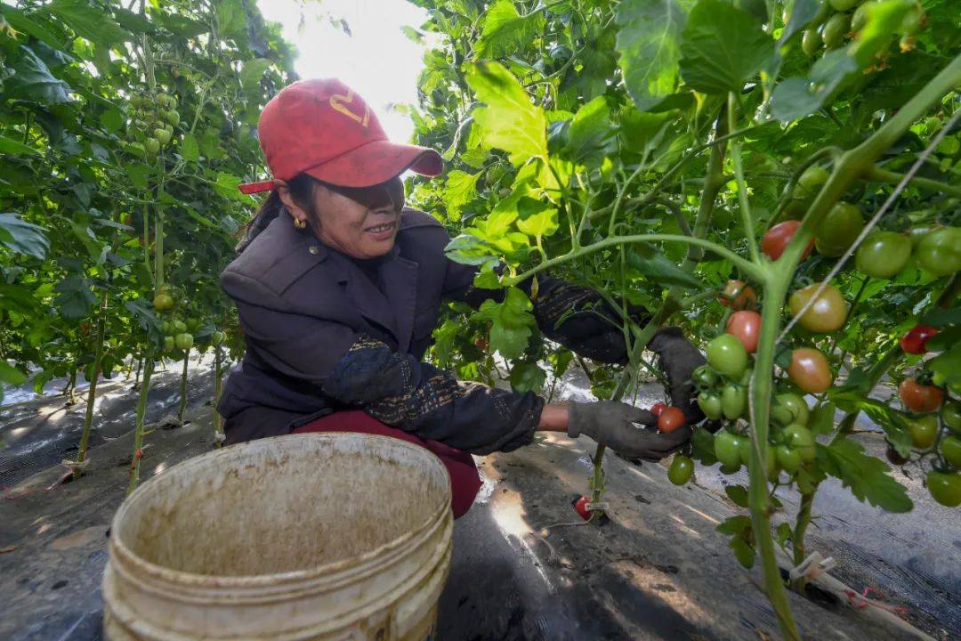 四季增产丰收 ↑11月5日,在吉林省松原市宁江区善友镇新家村扶贫大棚