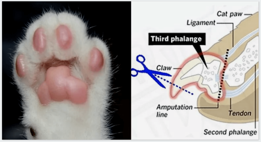 猫科动物的爪子结构图图片