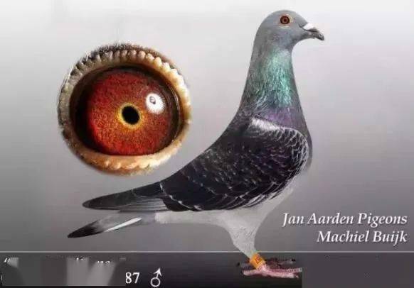 黄金配对用这几路鸽子搭配