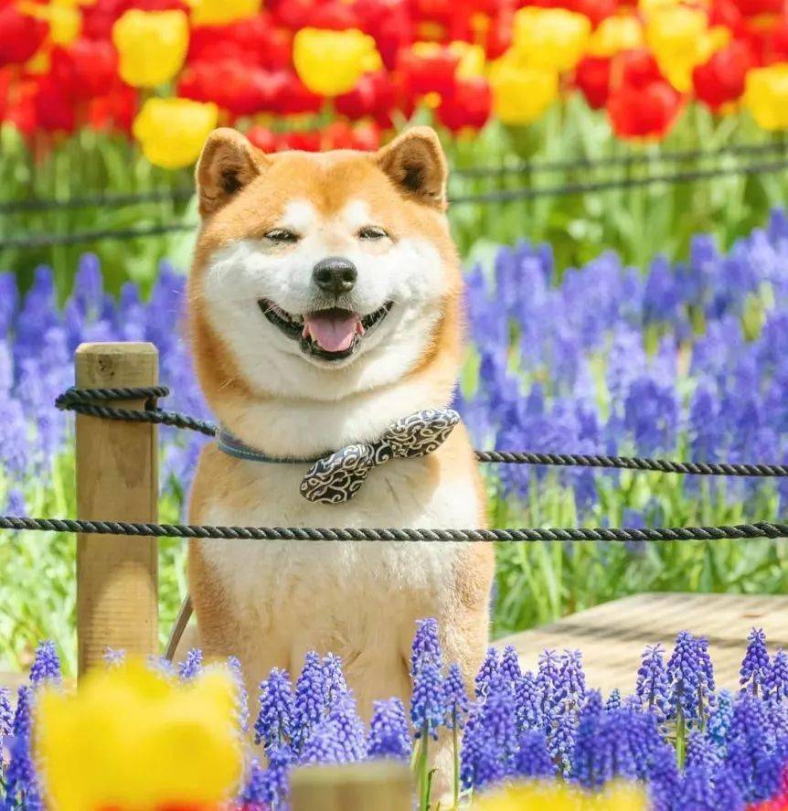 日本柴犬笑容图片图片