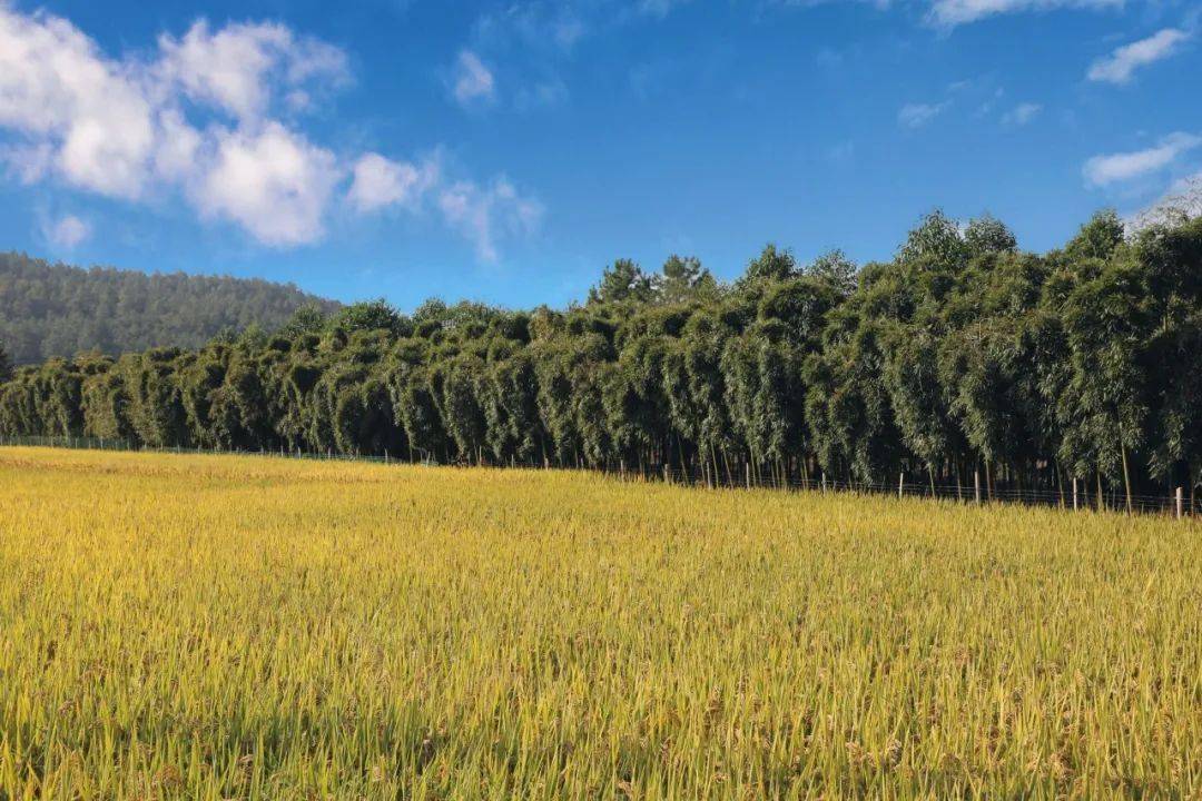 解锁城市里的一亩田秋末冬初的季节来稻田里撒欢儿吧
