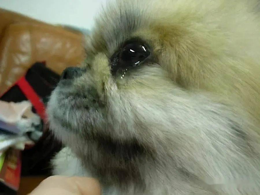 狗狗哭泣的5大原因,你能理解它的忧伤吗?