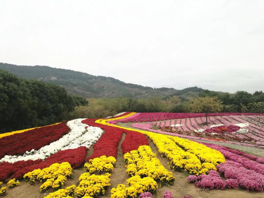 蚌埠禾泉農莊:300種菊花激情綻放花開成海