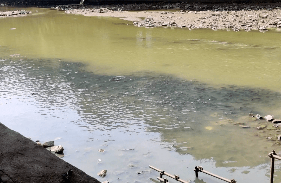 广州东区河道内河鱼密密麻麻挤满整条河,当地人:不敢吃!_水质